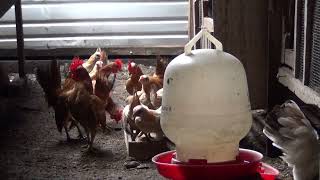 Mengenal Lebih Dekat Ayam Serama @RusmadiSoemadji #ayamserama #ayamhias