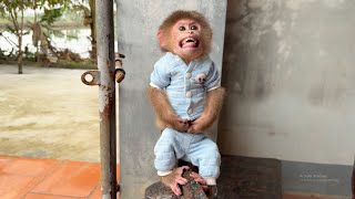 OMG 😱 Monkey David has a strange behavior