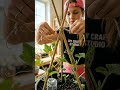 How I Grew a Giant Pumpkin in My Backyard! 🎃 | From Seed to Harvest | DIY Craft Studio