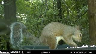 squirrel cam fun