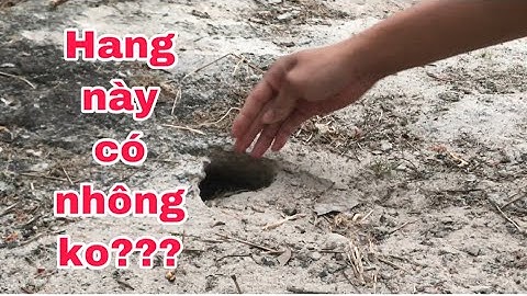 Hướng Dẫn Cách Nhận Biết Trong Hang Có Kỳ Nhông Hay Không Để Đặt B.ẫ.y