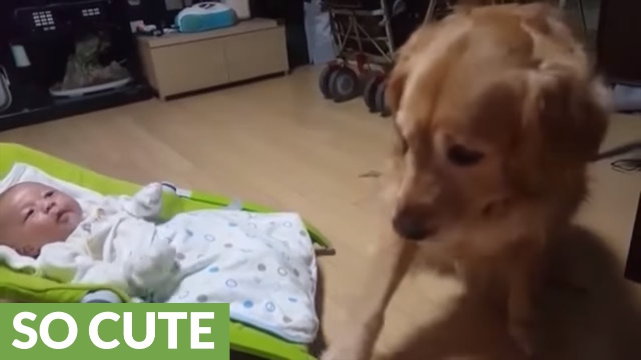 golden retriever rocking baby