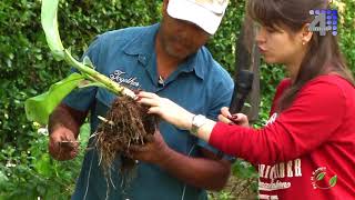 POR EL CAMPO SEMILLA DE PLATANO