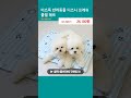 이츠독 반려동물 디즈니 프레쉬 쿨젤 매트