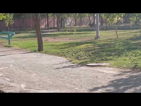 میلیچ های همدان