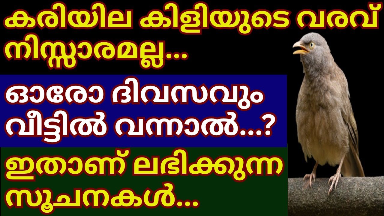 കരിയില കിളിയുടെ വരവ് നിസ്സാരമല്ല... ഓരോ ദിവസവും വീട്ടിൽ വന്നാൽ...ഇതാണ് ലഭിക്കുന്ന സൂചനകൾ #viral