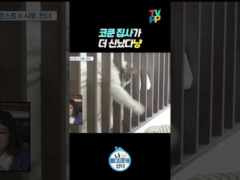 【#TVPP】 코쿤 집사가 더 신났다냥 | 나혼자산다 | TVPP | MBC 240412 방송 외