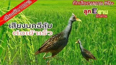 เสียงต่อนกอีลุ้ม เสียงชัด100% ตัดเสียงรบกวน|ลูกEสาน มักม่วน
