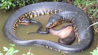 Amazon Giants A Close Look At The Anaconda