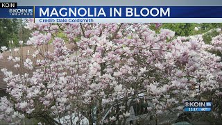 Thursday 11pm 4/25/19 Magnolias