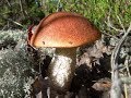 В лес по грибы 8 августа 2017г