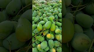 my king of the kesar keri 🥭 #viralshort #fruit #viral #mango #indianyoutuber #viralreels #farming 👑🥭