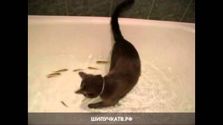 Кот в ванной ловит рыбок(, 2014-10-21T20:25:15.000Z)