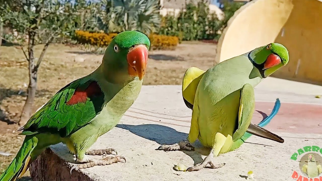 ワカケホンセイインコがオオホンセイインコにアピールする動きが 無駄に大きくてなんだか面白い ほっこりはん