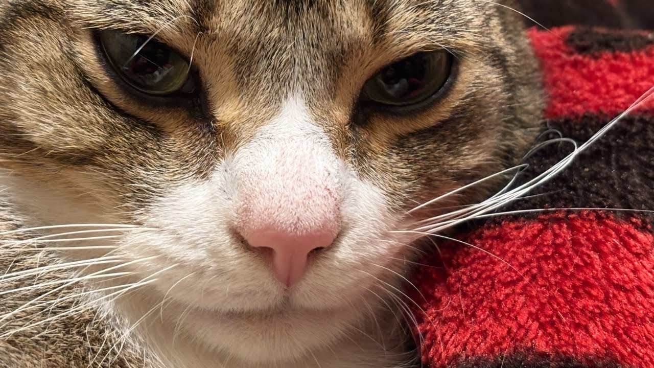 Unconditional Cat Love - Prince 💖😽