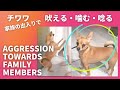 チワワ。家族の出入りで爆吠え、噛む、唸る、飛びつく。メールセッション、Before/After。