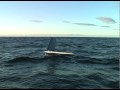 Sailbuoy  north sea trial