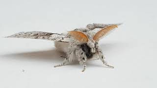 Pale Tussock Moth
