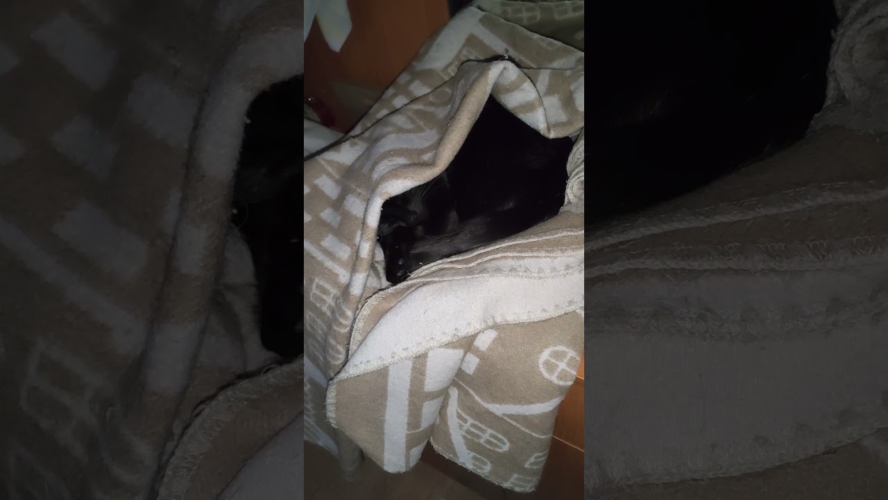 Давай, укатывай меня и что-то тепленькое принеси ) #оле7 #ластёна #cat #котофейка #кот #cats #котик