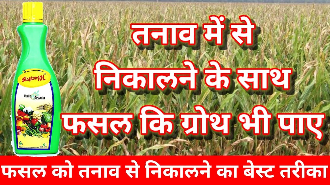 siapton 10 l/antistress in plant/agrecalchar