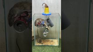 Best Mouse Trap Idea/Good Rat Trap At Home #Rat #Mousetrap2022 #Rattrap