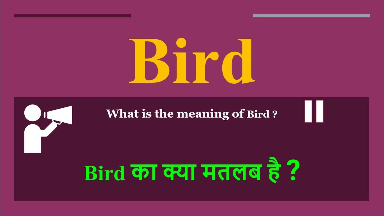 bird-meaning-in-hindi-bird-ka-kya-matlab-hota-hai-daily-use-english
