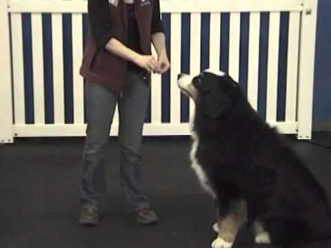 Luring Dog Training Luring Dog Training