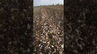 John Deere 9970 Pamuk Toplama Makinası Kiydallar Tarim -Adanaçotlu Köyü