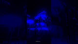 Bumble Bee - Bambee Lyrics Aesthetic Whatsapp Status English Songs Slowed Speed Up