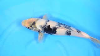 夏なつお陰サマーセールinライブ鯉 2026】260830-003の出品鯉のご紹介