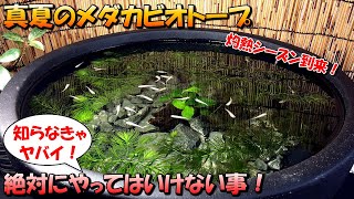 初心者必見！ビオトープでメダカを屋外飼育する際に真夏の暑いシーズンに絶対にやってはいけない事や注意点