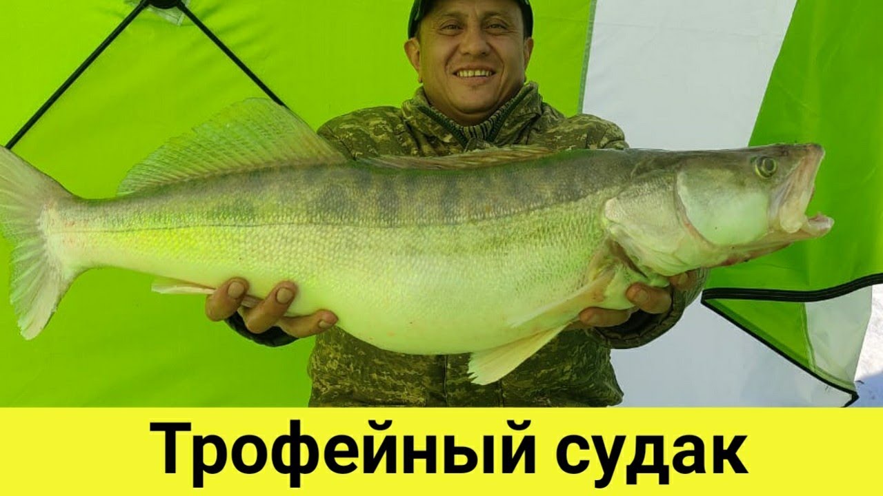 Рыбалка в таразе. Судак на казахском. Судак до Казахстана.