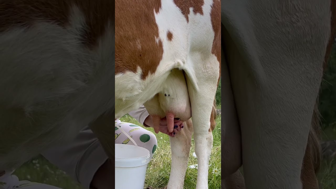 Milking Animals Nature Cow
