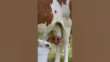 Milking Animals Nature Cow 