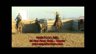 MEYER HORSE CO. - PINE POCO RED.qt