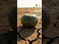 ||Kisan ki kahani|| #youtubeshorts #shortvideo #farming #pumpkin
