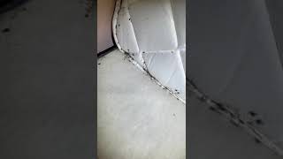 Bed bug signs to check for on a mattress