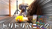 もののけ姫の名シーンを犬に演じさせてみた アフレコ付き Dog Toy Poodle Youtube
