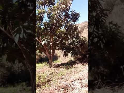 اشجار الزعرور المزاح في مدينة بركان