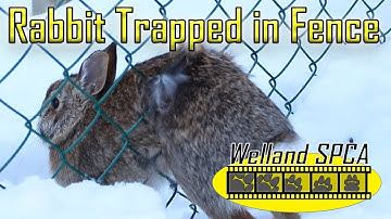 Rabbit Trapped in Fence | Animal Control