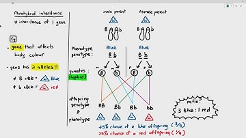 16-6 Monohybrid Inheritance (Cambridge AS A Level Biology, 9700)