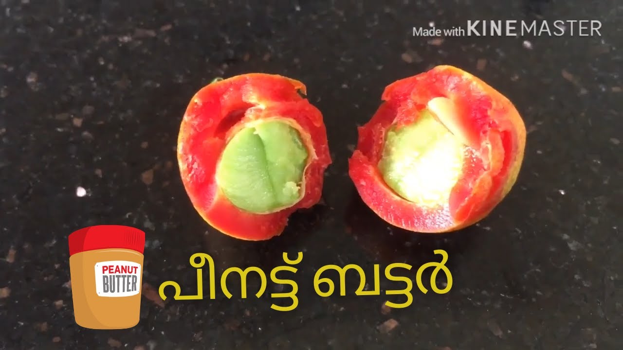 Peanut Butter Farming in Malayalam I പീനട്ട് ബട്ടർ I YouTube