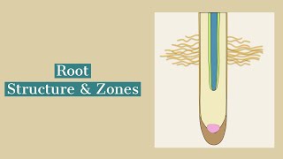 The Root-Structure and Root Zones for Leaving Cert Biology (Ireland)