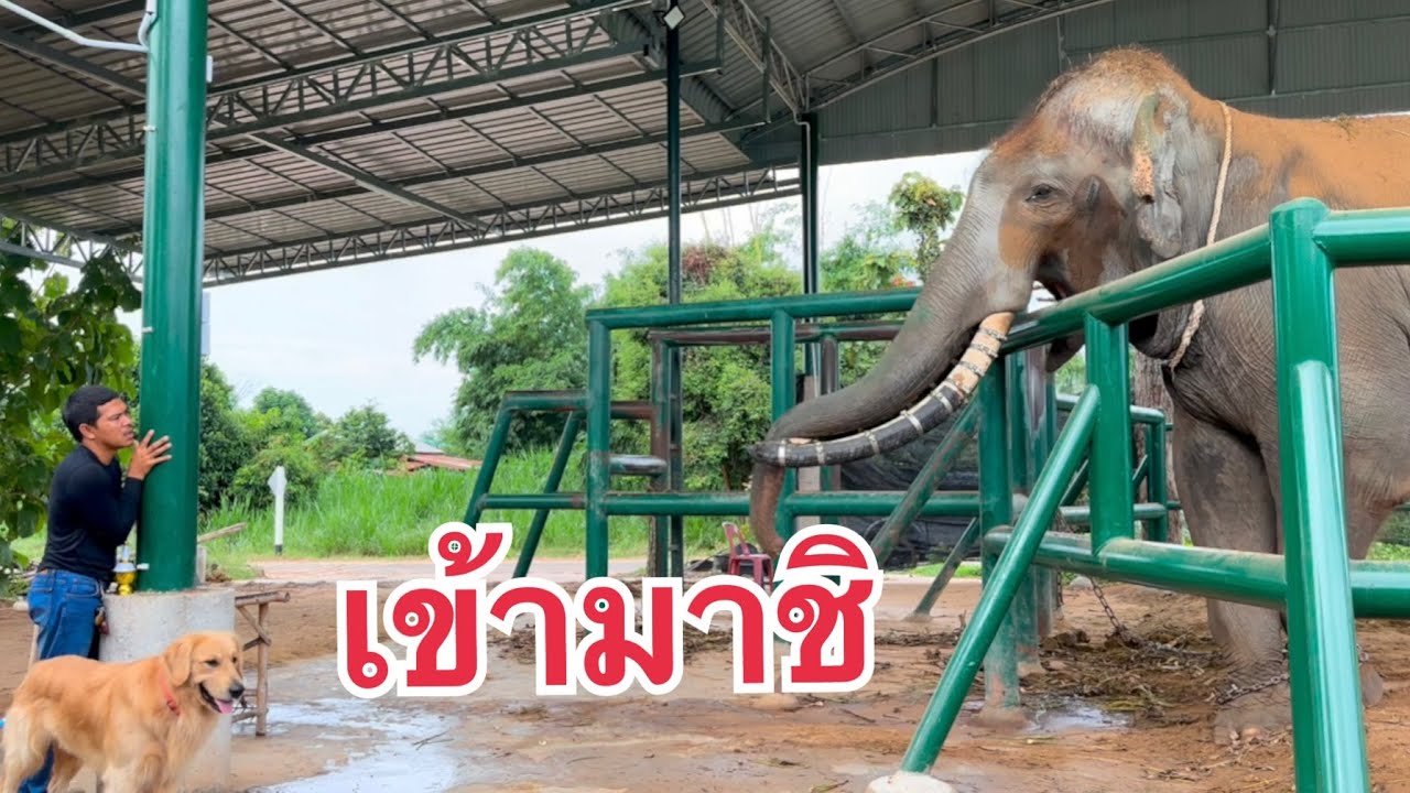 ระทึก❗️ช้างตกมันจะทำควาญ