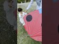 This is what pure joy looks like ❤️ #kite #patang #kiteflying