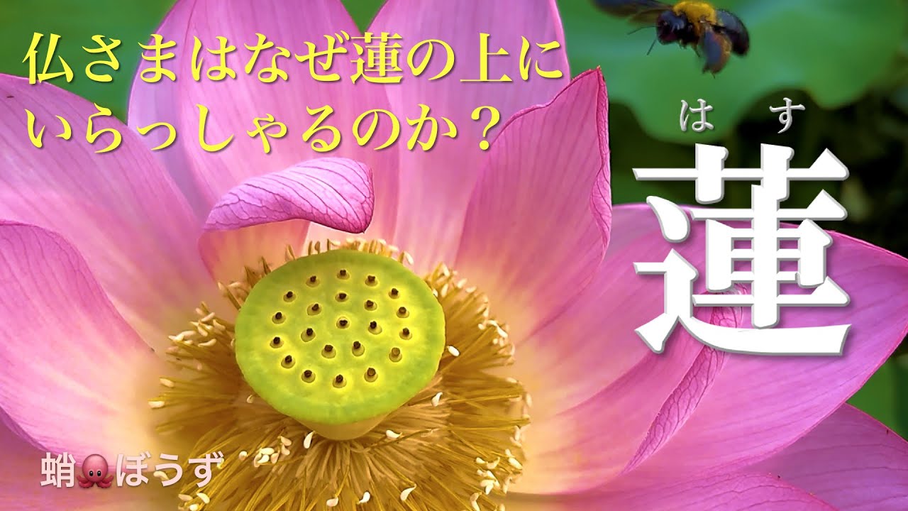 蓮（はす）：仏さまはなぜ蓮の上にいらっしゃるのか？ - YouTube