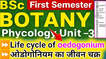 B.Sc. 1st Year Botany Oedogonium Life Cycle & Reproduction in Algae || UG University 
