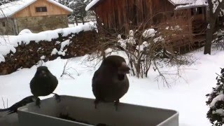 Flying birds - Timelapse