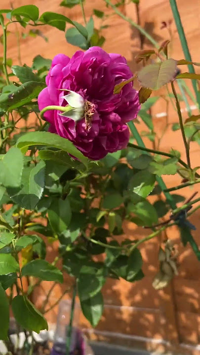 James L. Austin Rose #davidaustinrose