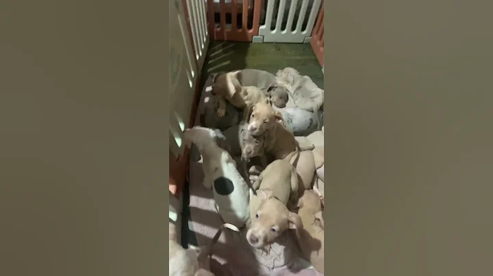 My puppys